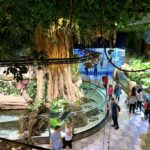 Dubai Aquarium and Underwater Zoo with Penguin Cove