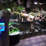 Dubai Aquarium and Underwater Zoo with Penguin Cove