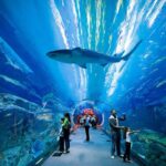 Lost World Aquarium Tickets (Atlantis Dubai The Palm)
