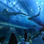 Lost World Aquarium Tickets (Atlantis Dubai The Palm)