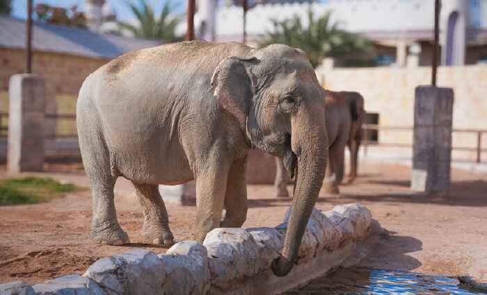 Emirates Park Zoo Abu Dhabi